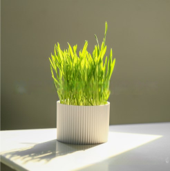 Cat Grass Seeds Hydroponic Planter for Cats
