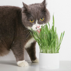 Cat Grass Seeds Hydroponic Planter for Cats