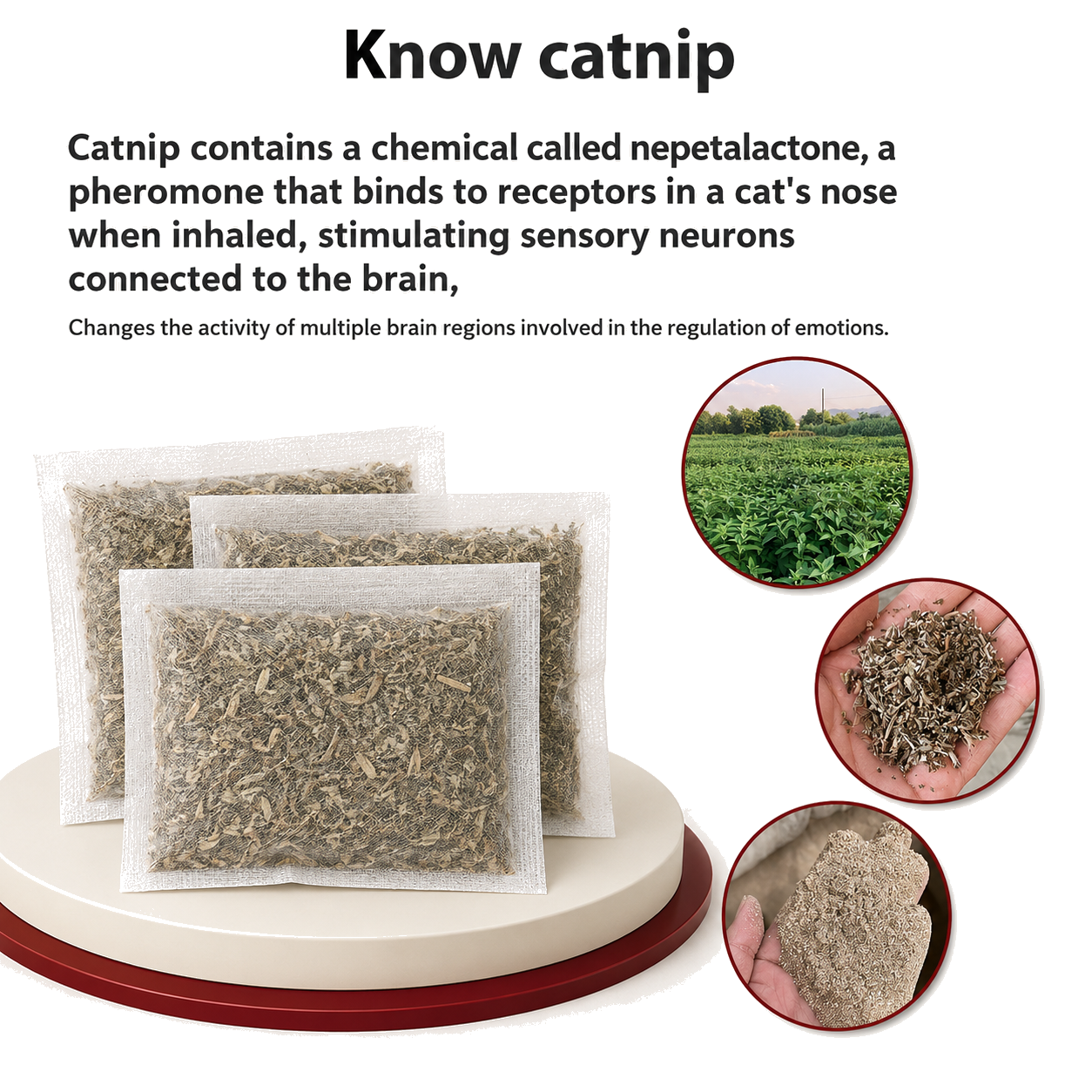 Catnip Growing Seeds for Cats